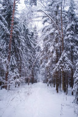Ladin ormanlarında kış, beyaz, tüylü karlarla kaplı çayırlarda.