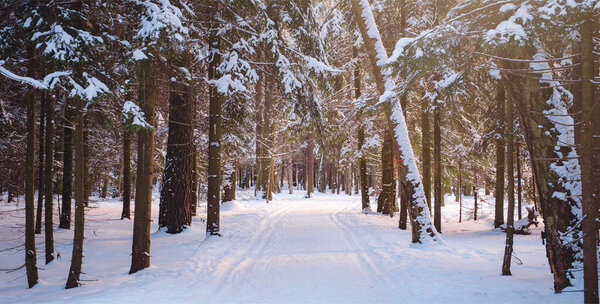 Winter in spruce forest, spruces covered with white fluffy snow.