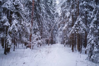 Ladin ormanlarında kış, beyaz, tüylü karlarla kaplı çayırlarda.