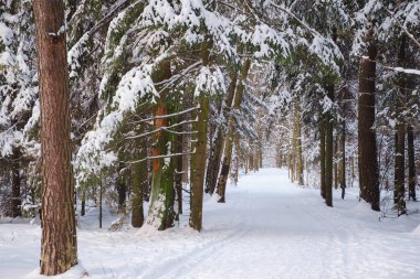 Ladin ormanlarında kış, beyaz, tüylü karlarla kaplı çayırlarda.
