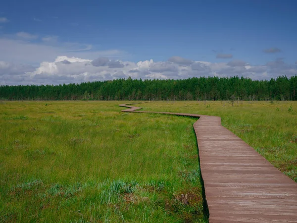 Trip to central Russia, St. Petersburg, ecotrail Sestroretsky swamps — Stock Photo, Image