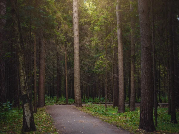 Traditioneller Wald Zentralrusslands, Sommersonnenuntergang — Stockfoto