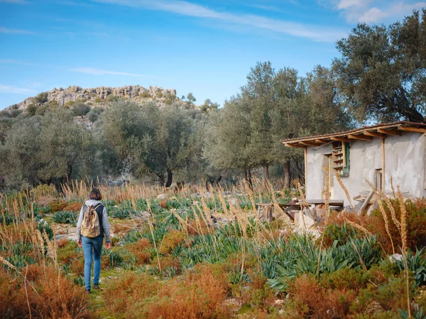 Paseo en olivar, cosecha lista para producir aceite de oliva virgen extra — Foto de Stock