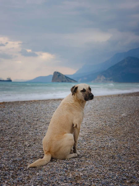 Antalya, dinde, promenade hivernale au bord de la mer Méditerranée — Photo