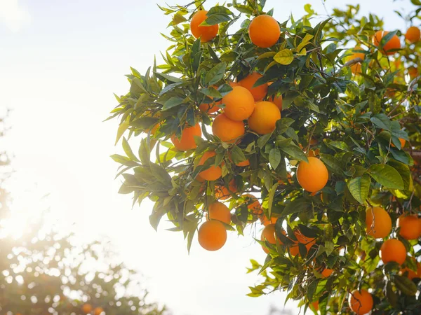 Jardín naranja, fondo de verano. Turquía distrito de la ciudad de Demre — Foto de Stock