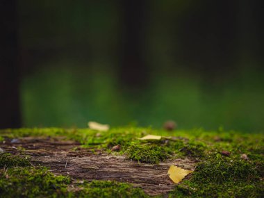 Orta Rusya 'nın geleneksel ormanı, yaz günbatımı