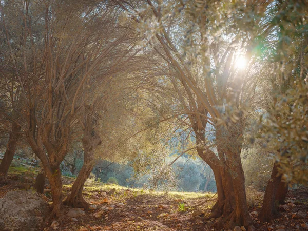 Paseo en olivar, cosecha lista para producir aceite de oliva virgen extra — Foto de Stock