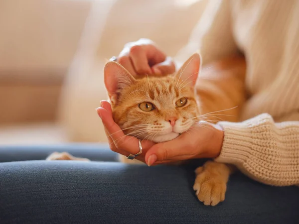 Mulher descansando com gato no sofá em casa — Fotografia de Stock