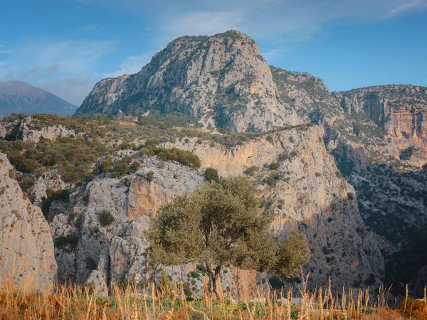 Zeytinlikte yürümek, ekstradan bakire zeytinyağı üretmek için hasat etmek.