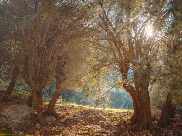 Ходити в оливковому гаю, урожай готовий до виробництва оливкової олії — стокове фото