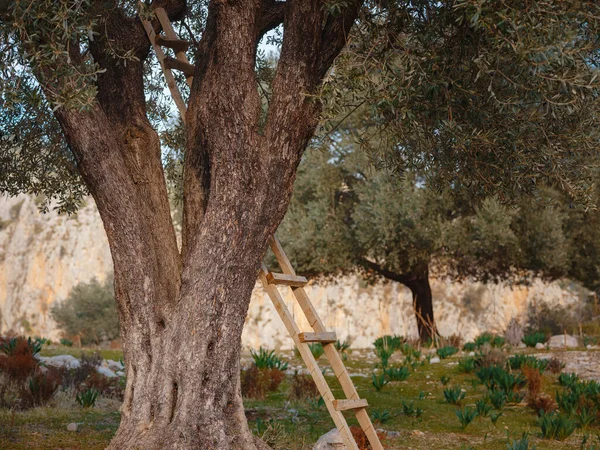 Paseo en olivar, cosecha lista para producir aceite de oliva virgen extra — Foto de Stock