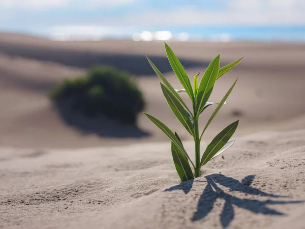 Frische Pflanze Sandwüste Patara Strand Türkei Neues Leben Oder Hoffnung — Stockfoto