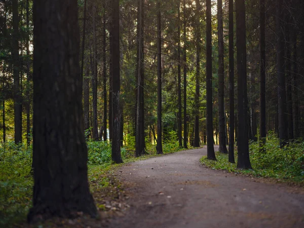 Traditioneller Wald Zentralrusslands Sommersonnenuntergang Malerischer Wald Mit Frisch Grünen Bäumen — Stockfoto