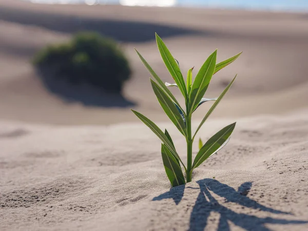 Frische Pflanze Sandwüste Patara Strand Türkei Neues Leben Oder Hoffnung — Stockfoto