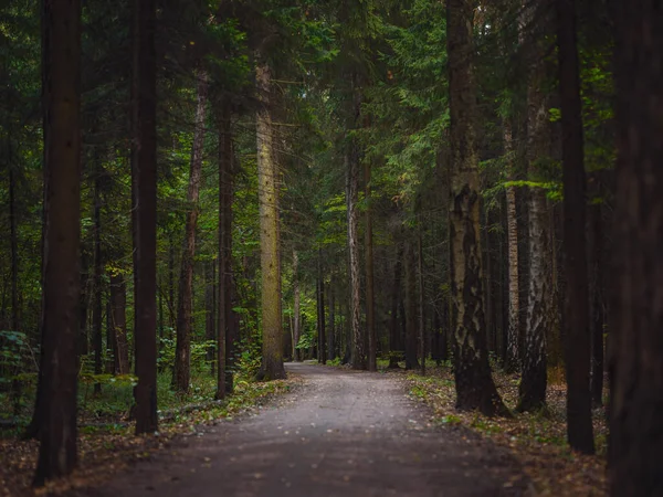 Traditioneller Wald Zentralrusslands Sommersonnenuntergang Malerischer Wald Mit Frisch Grünen Bäumen — Stockfoto