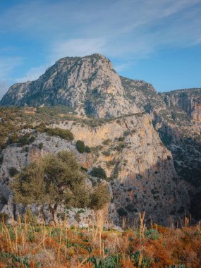 Saklikent Kanyonu 'nun üzerindeki zeytinlikte yürüyün. Dağlara karşı zeytin bahçesinde büyük ve eski bir zeytin ağacı