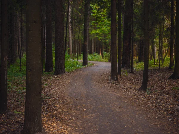 Traditioneller Wald Zentralrusslands Sommersonnenuntergang Malerischer Wald Mit Frisch Grünen Bäumen — Stockfoto