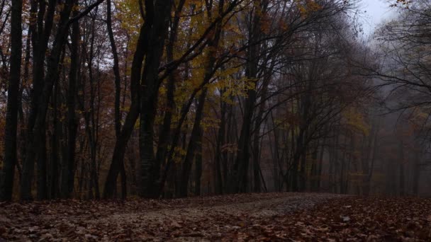Outono natureza floresta paisagem no escuro dia nublado — Vídeo de Stock
