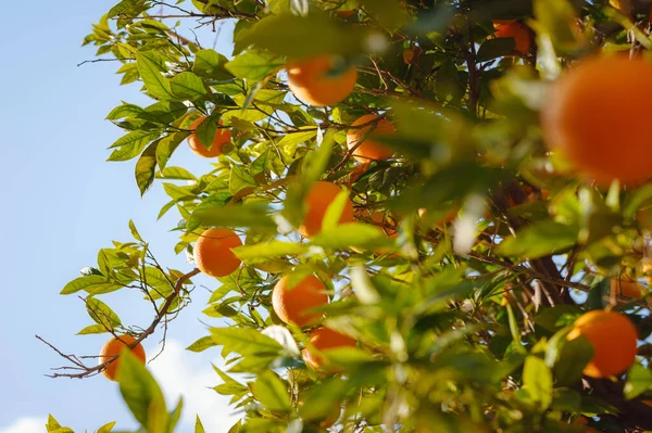 Naranja Jardín Plantaciones Fondo Verano Turquía Distrito Ciudad Demre Árboles — Foto de Stock