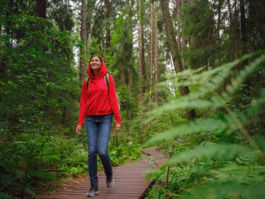 Yaz boyunca Rusya, Leningrad bölgesi, Komarovo köyü, ekotray Komarovsky sahili boyunca seyahat