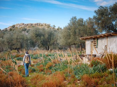 Zeytinlikte yürümek, ekstradan bakire zeytinyağı üretmek için hasat etmek.