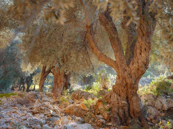 Paseo en olivar, cosecha lista para producir aceite de oliva virgen extra — Foto de Stock