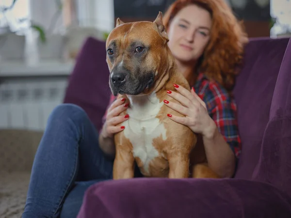 Happy woman petting her merican staffordshire terrier on couch at home in living room — Fotografia de Stock