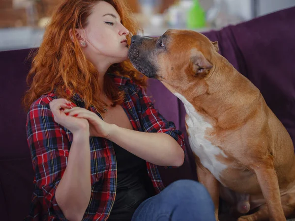 Happy Woman Petting Her Merican Staffordshire Terrier Couch Home Living — Fotografia de Stock