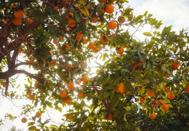 Turuncu bahçe, yaz arkaplanı. Demre 'nin Türkiye ilçesi