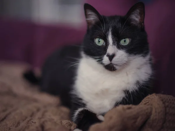 Beautiful Adult Black White Cat Lies Couch Concept Pets Comfort — Fotografia de Stock
