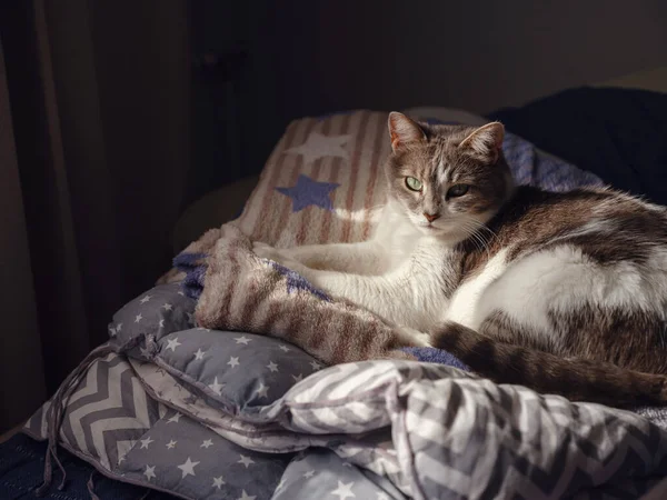 adult cat lies on blanket on bed. The rays of the sun fall on the cat. cat bathes in the sun