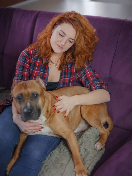 Happy woman petting her merican staffordshire terrier on couch at home in living room — Fotografia de Stock
