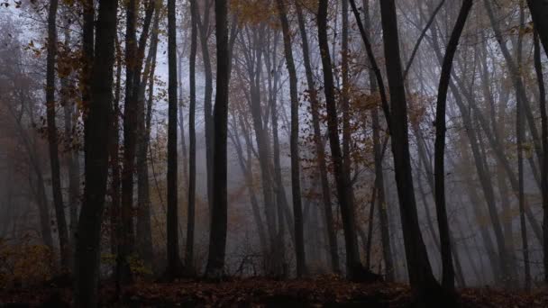 Otoño naturaleza bosque paisaje en oscuro día nublado — Vídeos de Stock