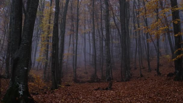 暗い曇りの日の秋の自然林の風景 — ストック動画