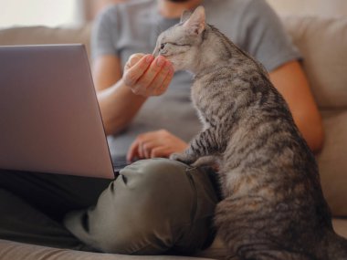 Evde evcil hayvanla çalışmak. Adam dizüstü bilgisayarda daktilo yazarak evde çalışıyor.