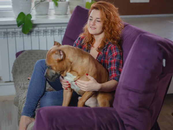 Mujer feliz acariciando su staffordshire terrier mericana en el sofá en casa en la sala de estar —  Fotos de Stock