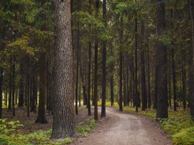 Yeşil çalı yaprakları ve eğreltiotlarıyla çevrili ağaç kozalaklı ormanların ortasında gizemli bir yol.