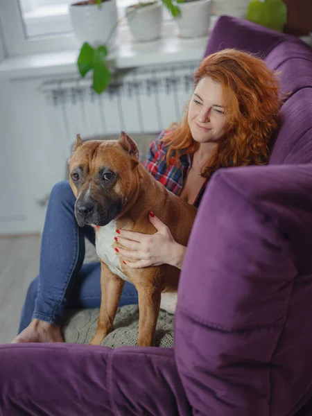 Mujer Feliz Acariciando Staffordshire Terrier Mericano Sofá Casa Sala Estar —  Fotos de Stock