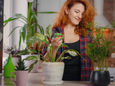 Ekose gömlekli gülümseyen kadın bahçıvan bitkilerle ilgileniyor. Evde bahçıvanlık, ev bitkisi sevgisi, serbest çalışma. Evde bahçıvanlık ve yavaş yaşam ritüelleri. Kapalı alanda bahçe işleri..