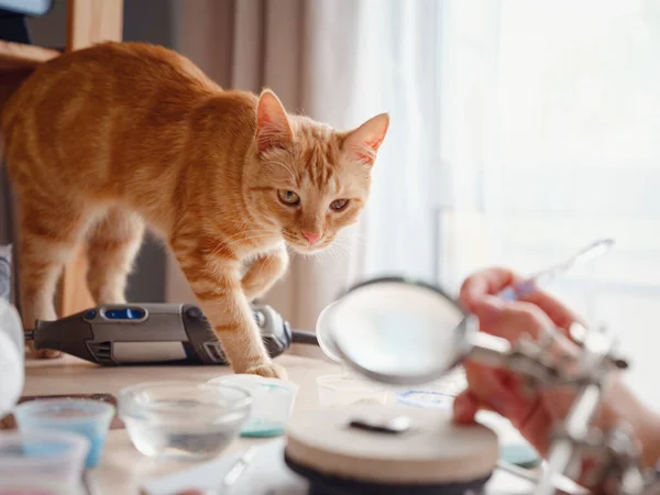 Leuke Kat Binnen Thuis Huisdieren Concept Oranje Tabby Kat Met — Stockfoto