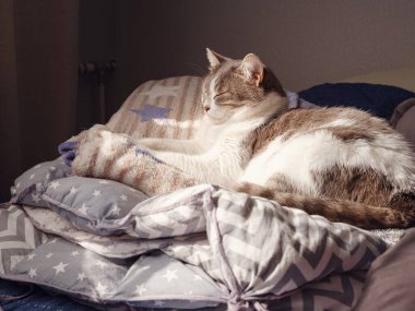 Yetişkin kedi yatakta battaniyeye uzanır. Güneş ışınları kedinin üzerine düşer. Kedi güneşte yıkanır.