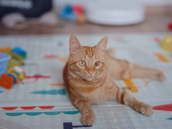 Cute cat indoors at home. Pets concept. Orange tabby cat with yellow eyes is ready to surprise and play.