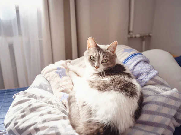 adult cat lies on blanket on bed. The rays of the sun fall on the cat. cat bathes in the sun