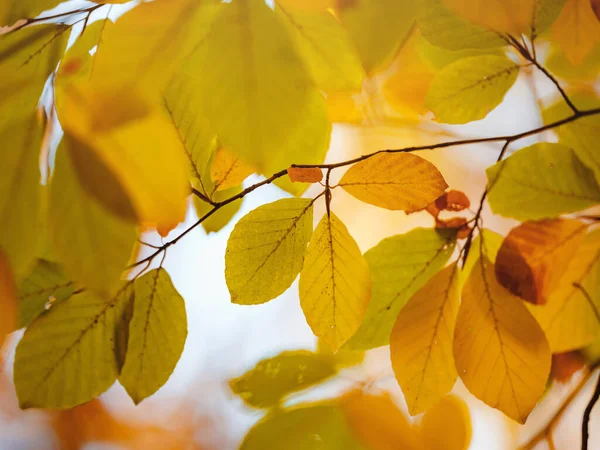 Buntes Laub Herbstpark Herbstliches Saisonkonzept — Stockfoto