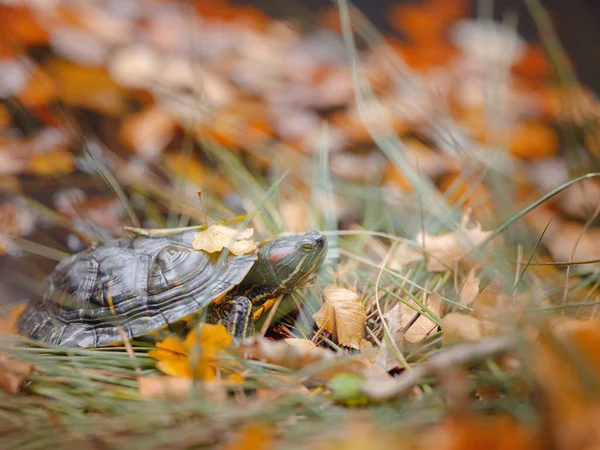 Small Red Eared Turtle Crawling Fallen Autumn Leaves Lake Red — Fotografia de Stock