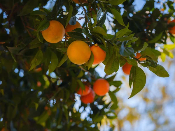 Naranjas Maduras Soleadas Jardín Turquía Fondo Verano — Foto de Stock