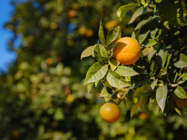 Naranjas Maduras Soleadas Jardín Turquía Fondo Verano — Foto de Stock