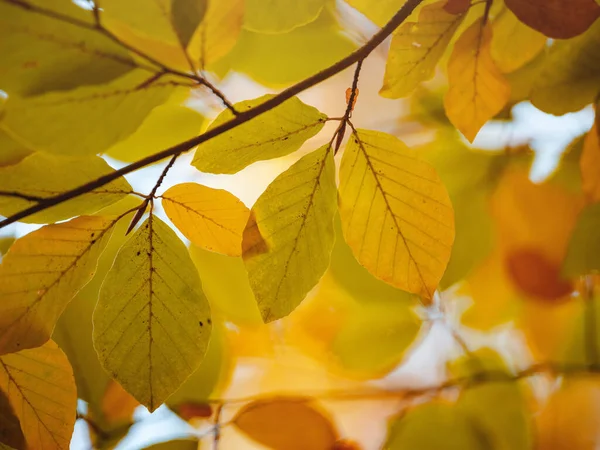 Buntes Laub Herbstpark Herbstliches Saisonkonzept — Stockfoto