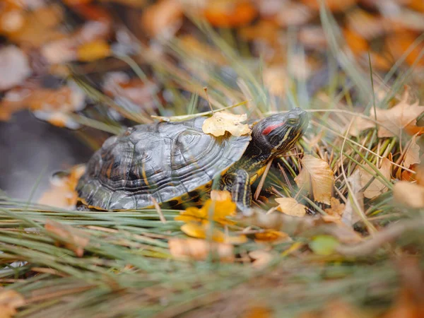 Small Red Eared Turtle Crawling Fallen Autumn Leaves Lake Red —  Fotos de Stock