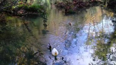 Ducks swimming at the lake. Green heaven hidden in the forest. Spring landscape in the forest. Kursunlu waterfalls, Antalya, Turkey.